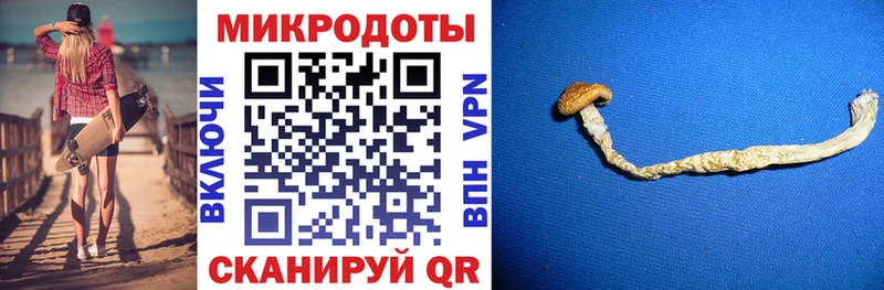 Галлюциногенные грибы Psilocybe  Подпорожье 